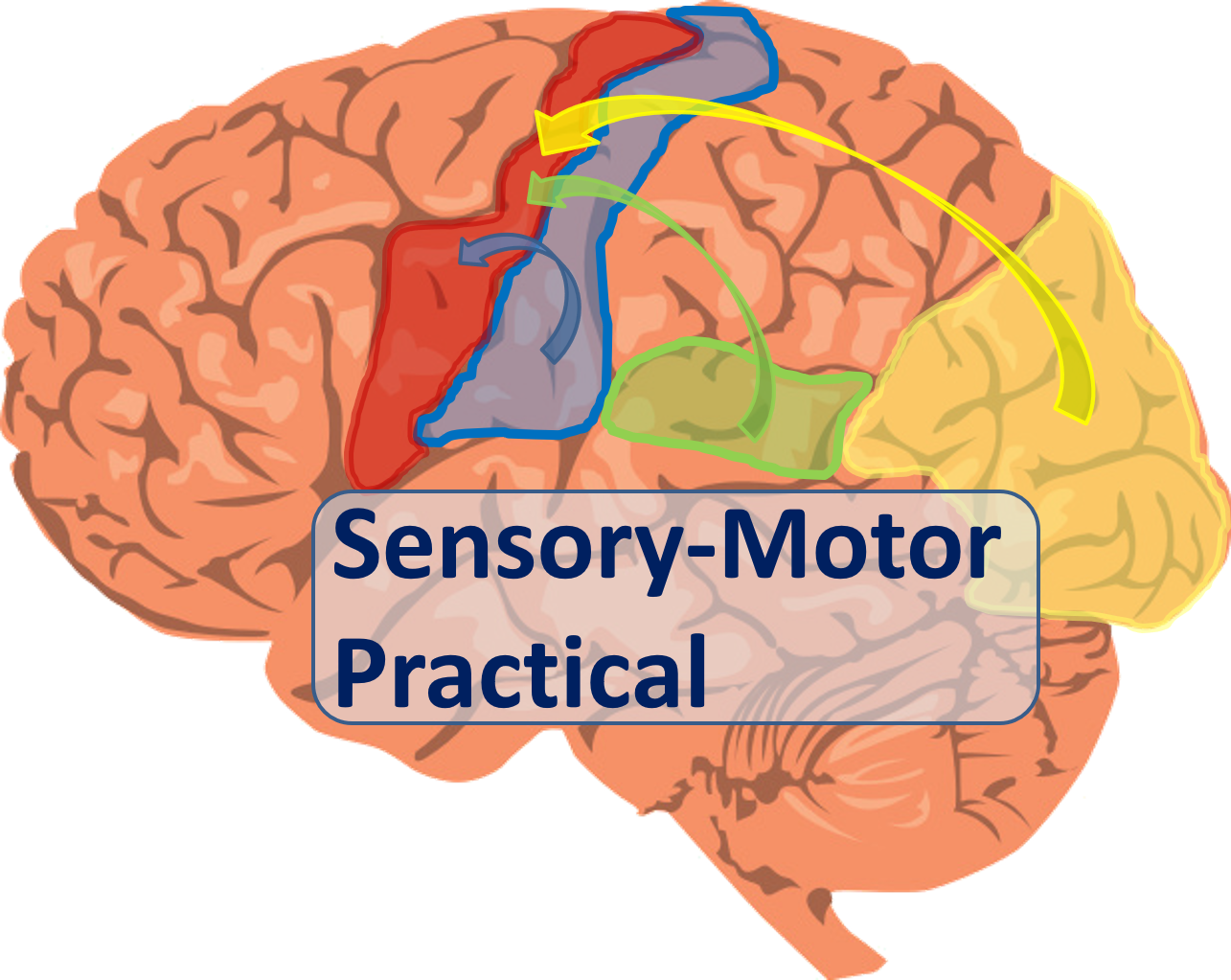 sensory_motor_practicum_logo